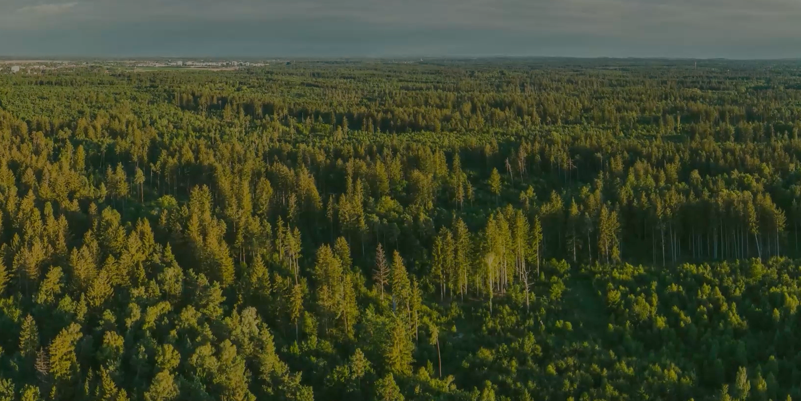 LULUCF: Why EU Forest Policy Matters